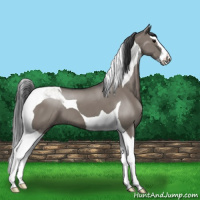 Horse Color:Grullo Splash Tobiano