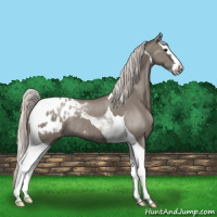 Horse Color:Silver Grullo Splash Tobiano Appaloosa Rabicano