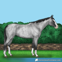 Horse Color:Blue Roan Splash 