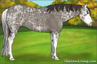 Horse Color:Smoky Black Ice Splash 