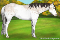 Horse Color:Amber Champagne Ice Roan Splash 