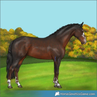 Horse Color:Liver Chestnut 