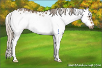Horse Color:Chocolate Palomino Sabino Frame 