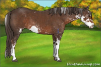 Horse Color:Liver Chestnut Sabino