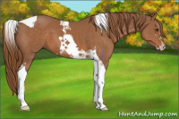 Horse Color:Chestnut Sabino Tobiano 