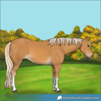 Horse Color:Palomino Tobiano
