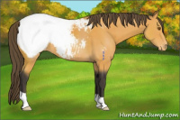 Horse Color:Buckskin Appaloosa 