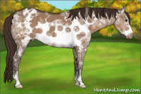 Horse Color:Liver Red Dun Ice Frame Appaloosa 