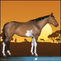 Horse Color:Gray Bay Dun Tobiano 