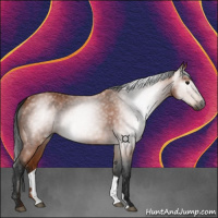 Horse Color:Gray Bay 