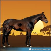 Horse Color:Gray Void Bay Splash 