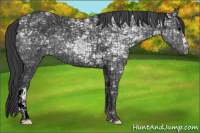 Horse Color:Black Ice 
