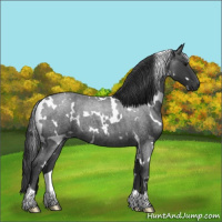 Horse Color:White Spotted Blue Roan 