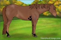 Horse Color:Void Chestnut Tobiano 