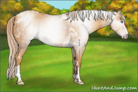 Horse Color:Gray Gold Cream Champagne Tobiano 