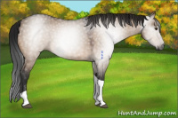 Horse Color:Gray Brown Dun Tobiano 