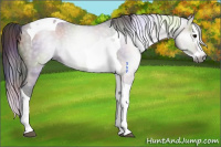 Horse Color:Gray Nacre Grullo Splash Tobiano 