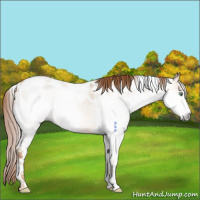 Horse Color:Gray Gold Champagne Dun Tobiano Frame Appaloosa Rabicano 