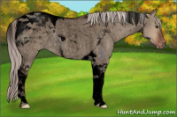 Horse Color:Void Silver Brown Roan Dun Tobiano Appaloosa