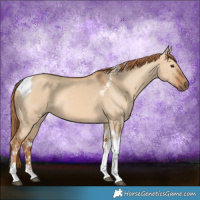 Horse Color:Red Dun Tobiano 
