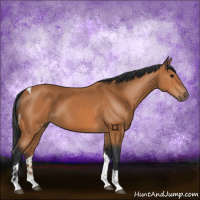Horse Color:Bay Tobiano 