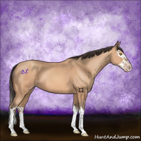 Horse Color:Amber Champagne Splash 