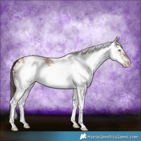 Horse Color:White Spotted Amber Champagne Frame 