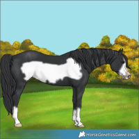 Horse Color:Black Frame 