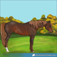 Horse Color:Liver Chestnut 