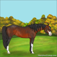 Horse Color:Brown Sabino