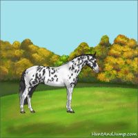 Horse Color:Black Splash Tobiano Frame Appaloosa 