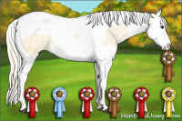 Horse Color:Palomino Ice Sabino Splash Tobiano Appaloosa