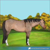 Horse Color:Bay Dun 