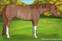 Horse Color:Chestnut Rabicano 