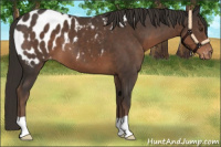 Horse Color:Liver Chestnut Appaloosa 