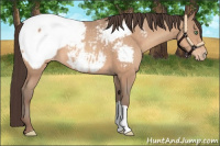 Horse Color:Amber Champagne Near Fewspot 