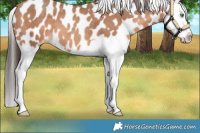 Horse Color:Sable Champagne Splash Appaloosa