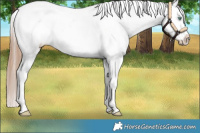 Horse Color:Amber Champagne Appaloosa 