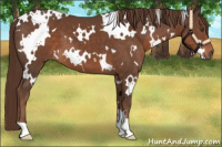 Horse Color:White Spotted Liver Chestnut
