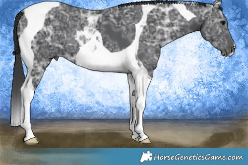 Horse Color:Black Ice Tobiano 