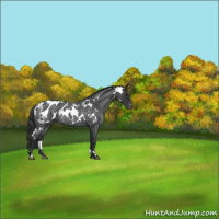 Horse Color:White Spotted Blue Roan Appaloosa Rabicano 