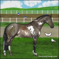 Horse Color:White Spotted Brown Dun Rabicano Brindle