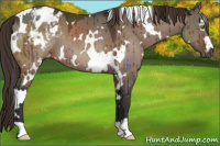 Horse Color:White Spotted Brown Dun Mushroom Appaloosa Brindle 