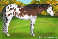 Horse Color:Brown Sabino Splash Appaloosa 