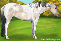 Horse Color:White Spotted Bay Dun Tobiano 