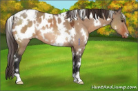 Horse Color:White Spotted Bay Dun Appaloosa 