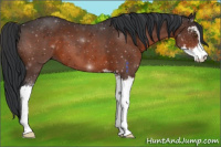 Horse Color:Brown Mushroom Sabino 