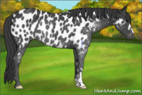 Horse Color:Black Appaloosa 
