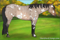 Horse Color:White Spotted Bay Roan Dun 