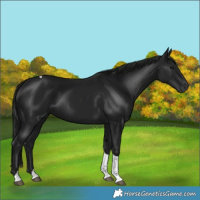 Horse Color:Gray Black Tobiano 